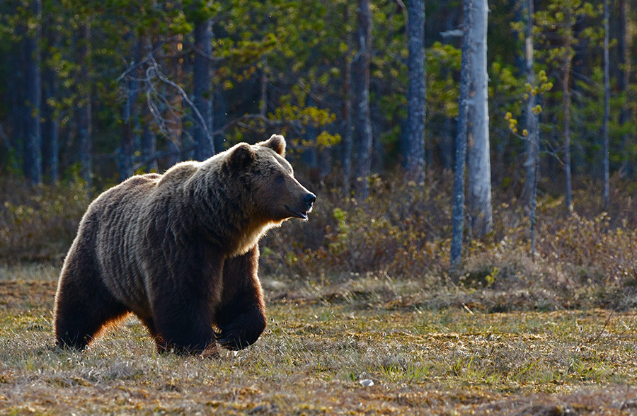 Divoký medvěd hnědý v lese