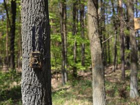 Fotopast B3 na stromě v lese