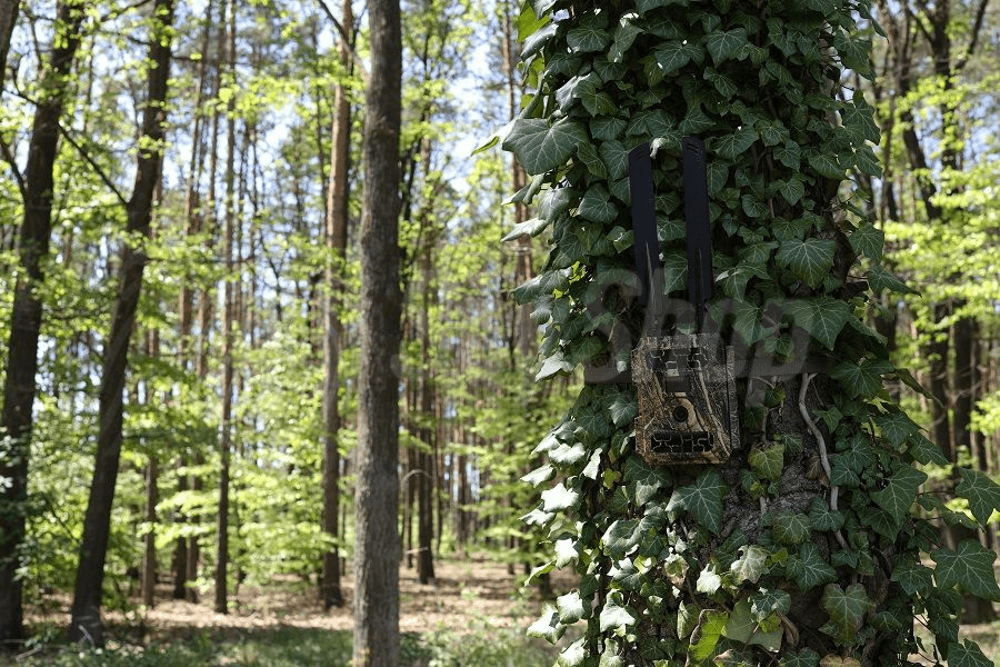 fotopast maskovaná v lese